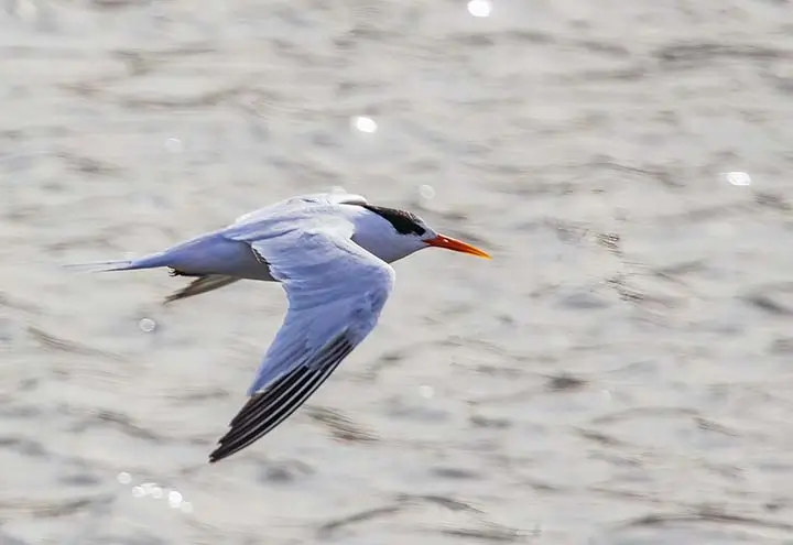 Gull-billed Tern